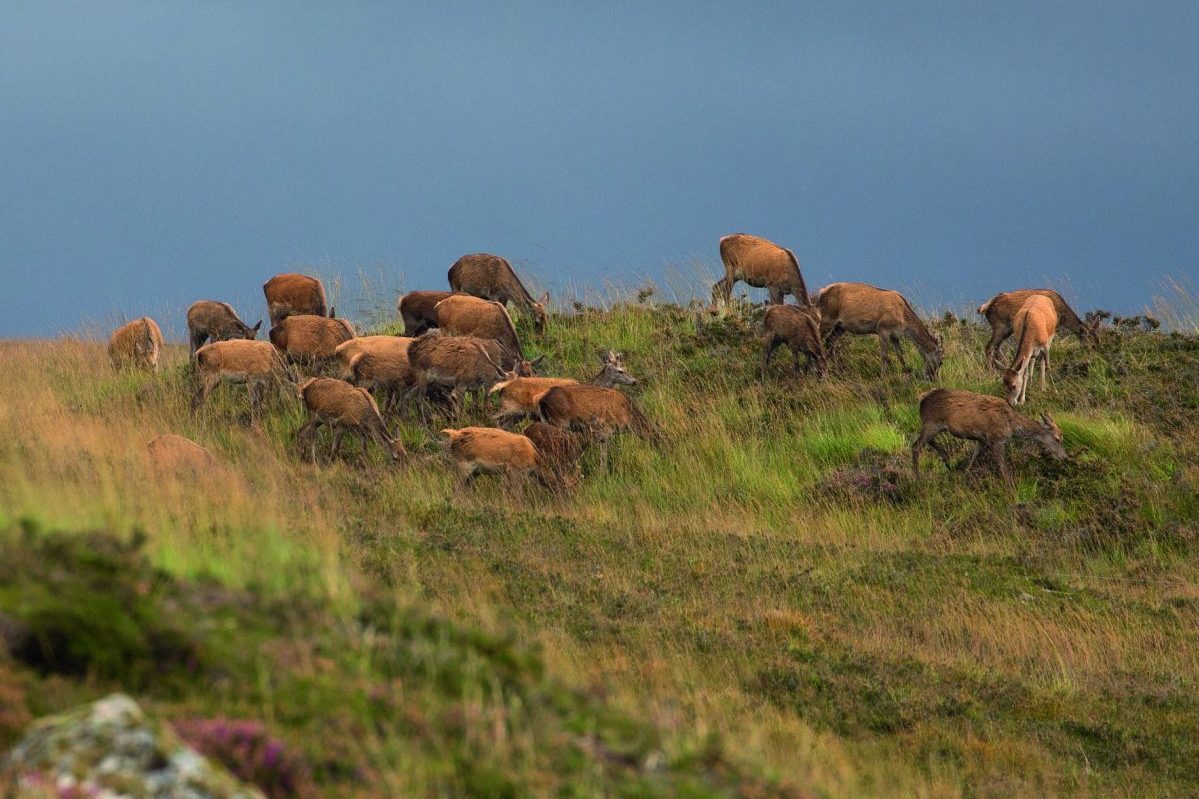 Scottish deer cull targets are ‘nonsense’, say stalkers