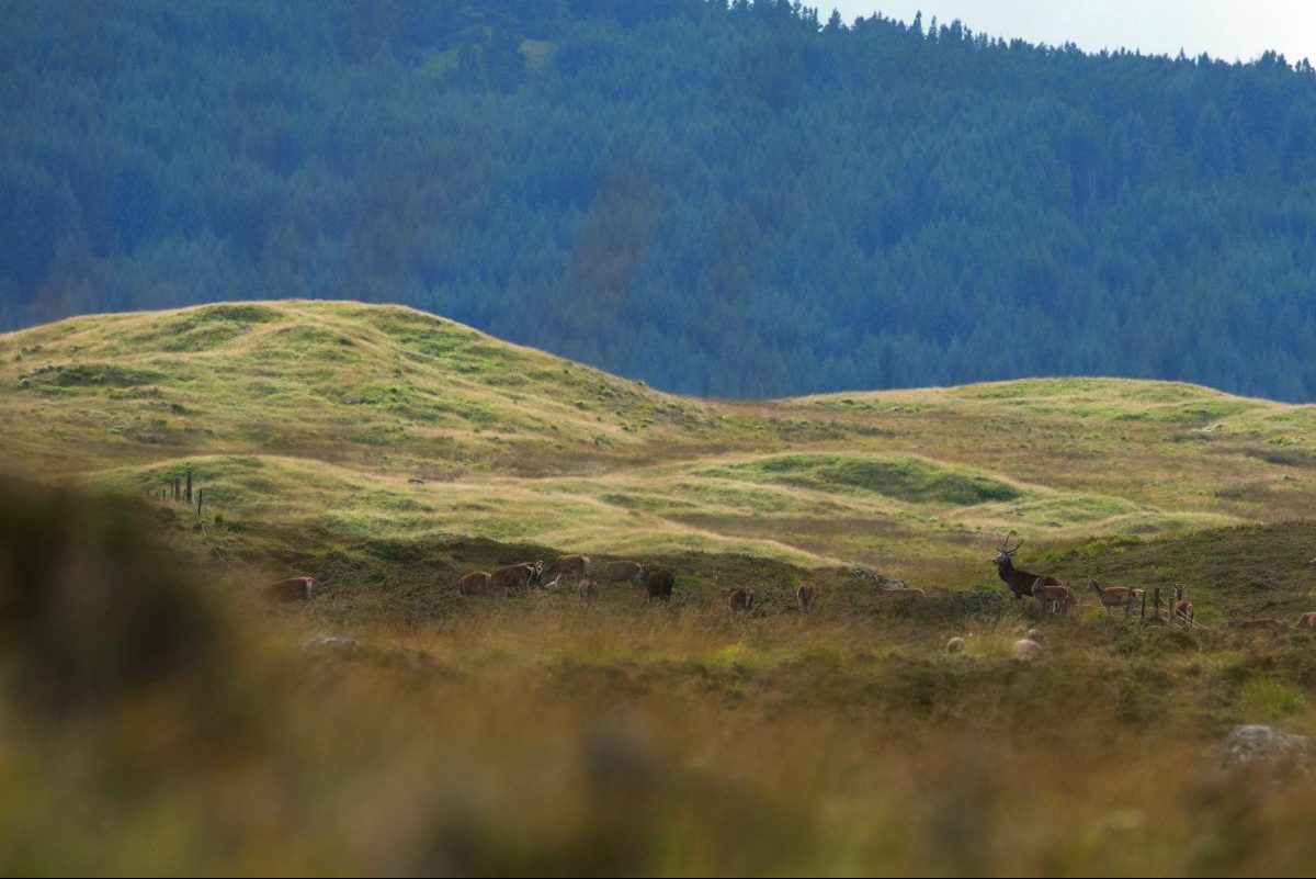The importance of camouflage and how to use it when deer stalking