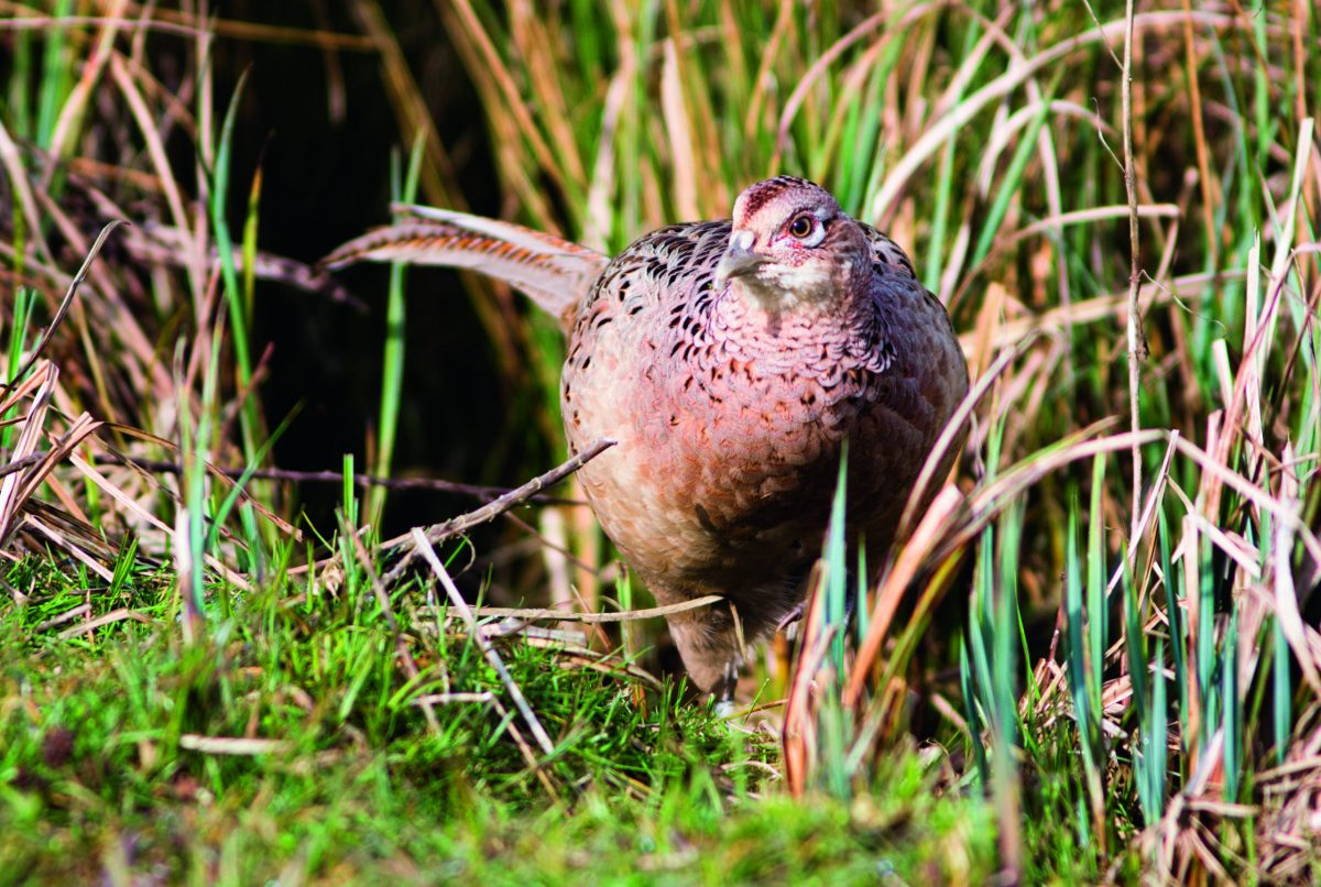 Are we too reliant on reared-bird shoots?
