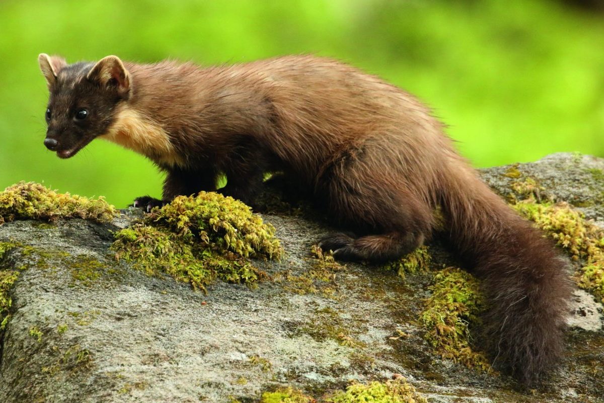 How predator control is being affected by political correctness