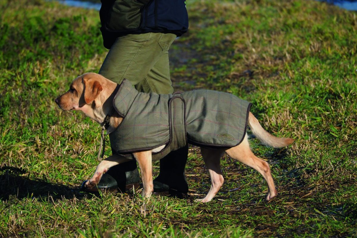 Why do so few female dog handlers win championships?