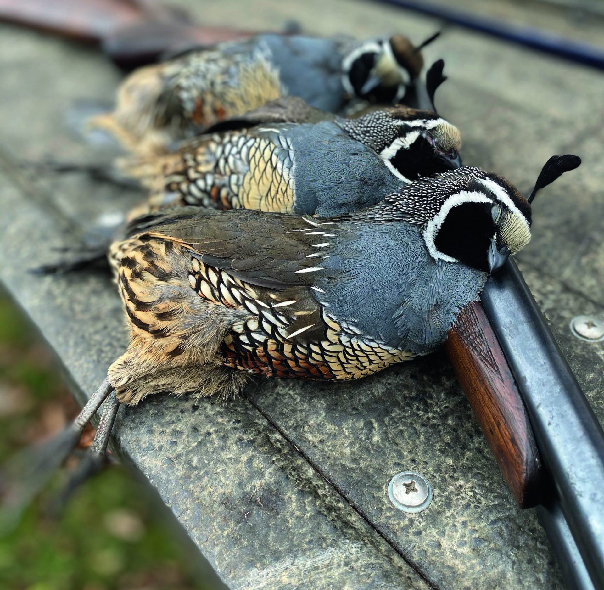 quail hunting