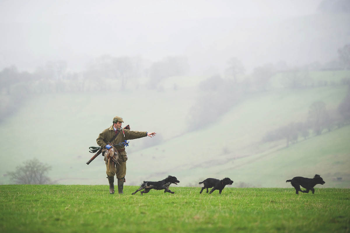 Working dogs