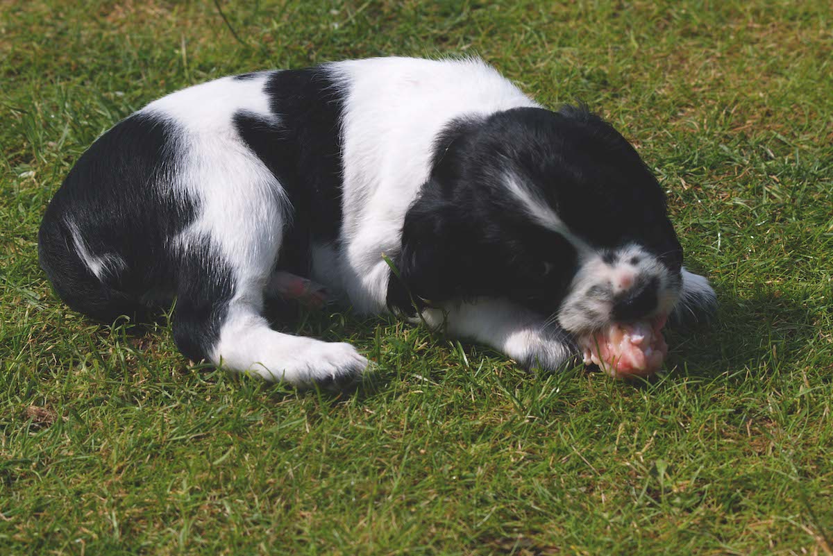 dog snacks 