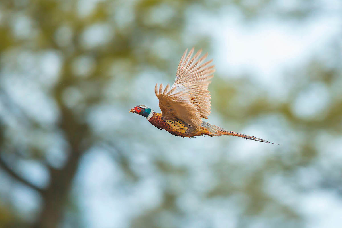 Bird flu and next season &#8211; a headkeeper writes