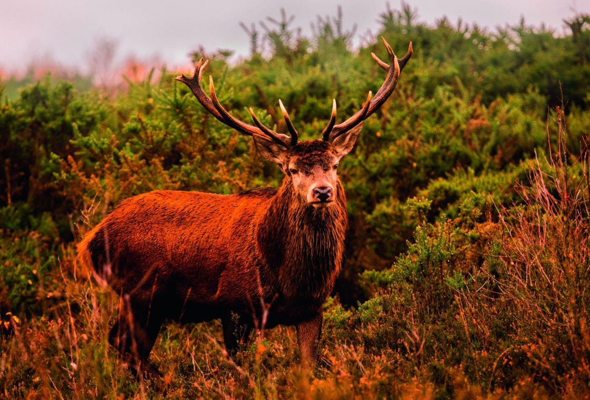 Why young stags should be left as long as possible