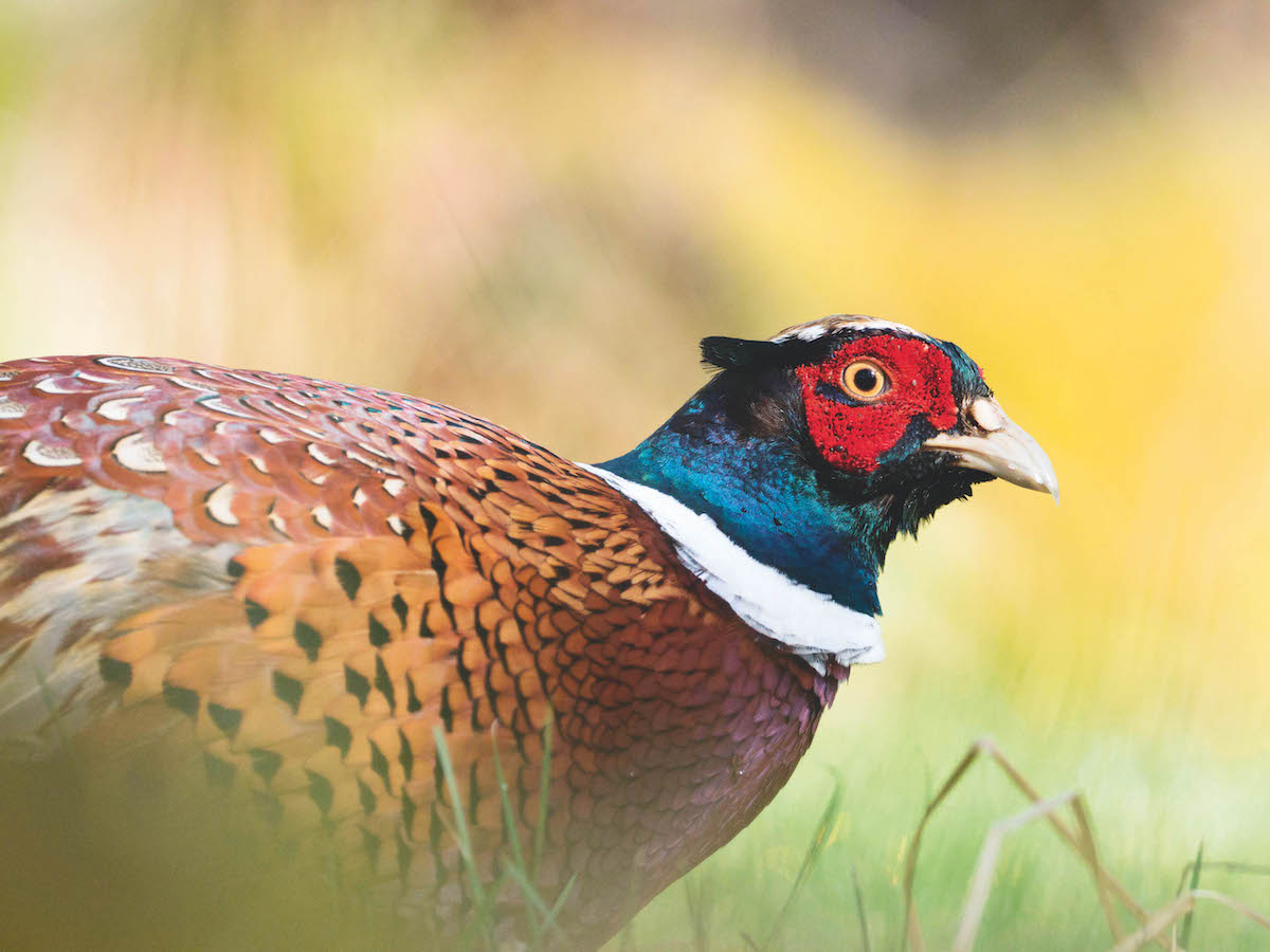 male pheasant