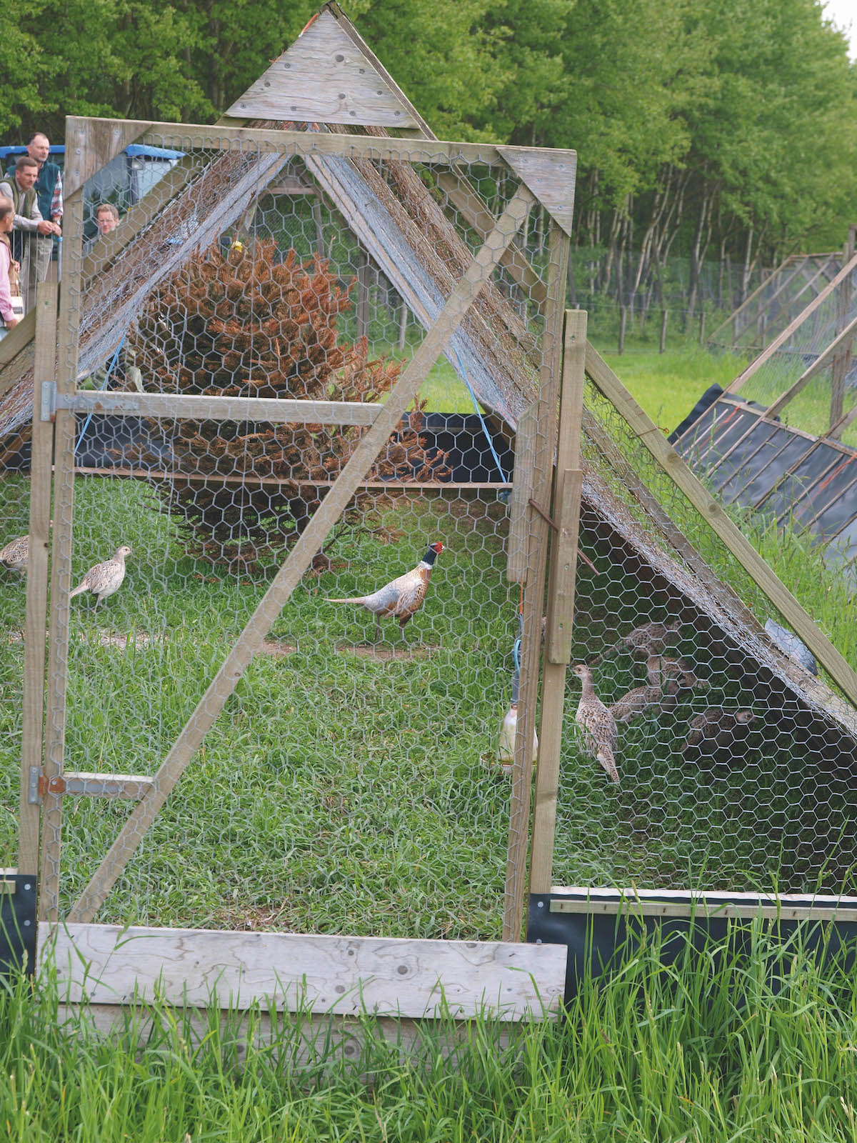 rearing pheasants