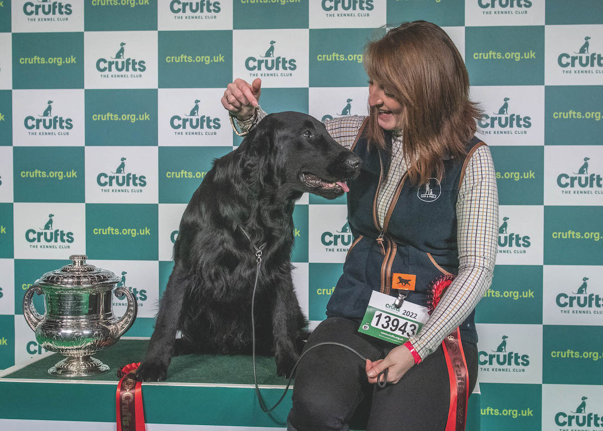 Flat-coated retriever Ruger at Crufts 