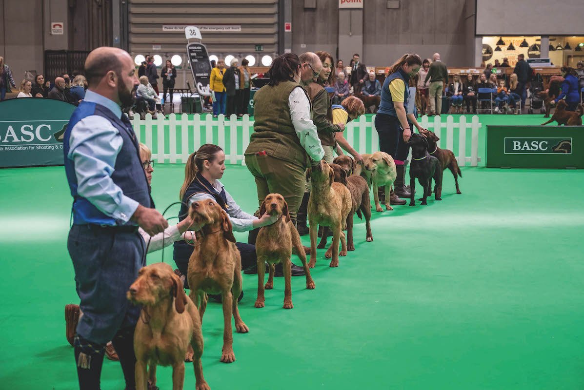 Crufts 2023: how to win with a working gundog