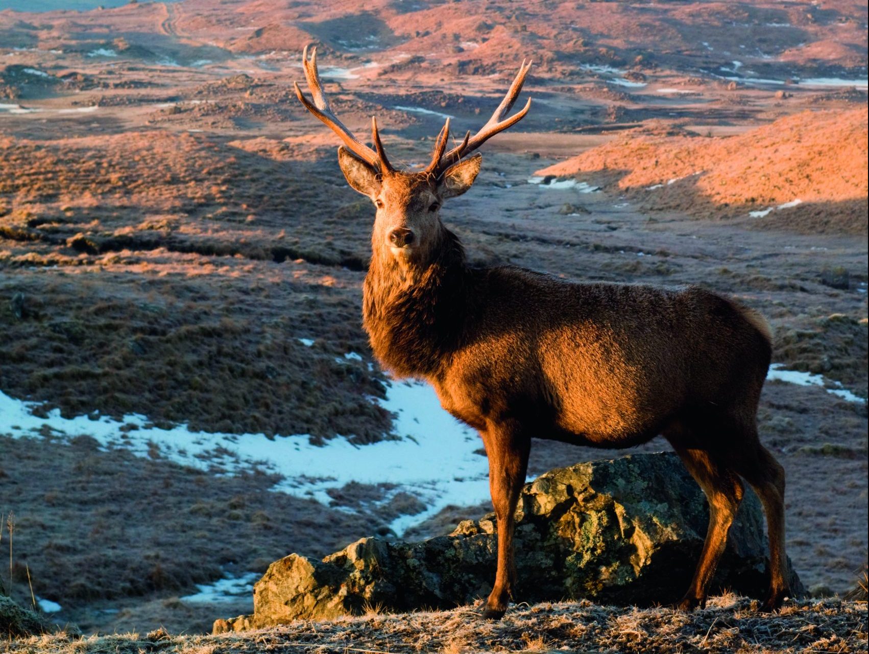 Deerstalking