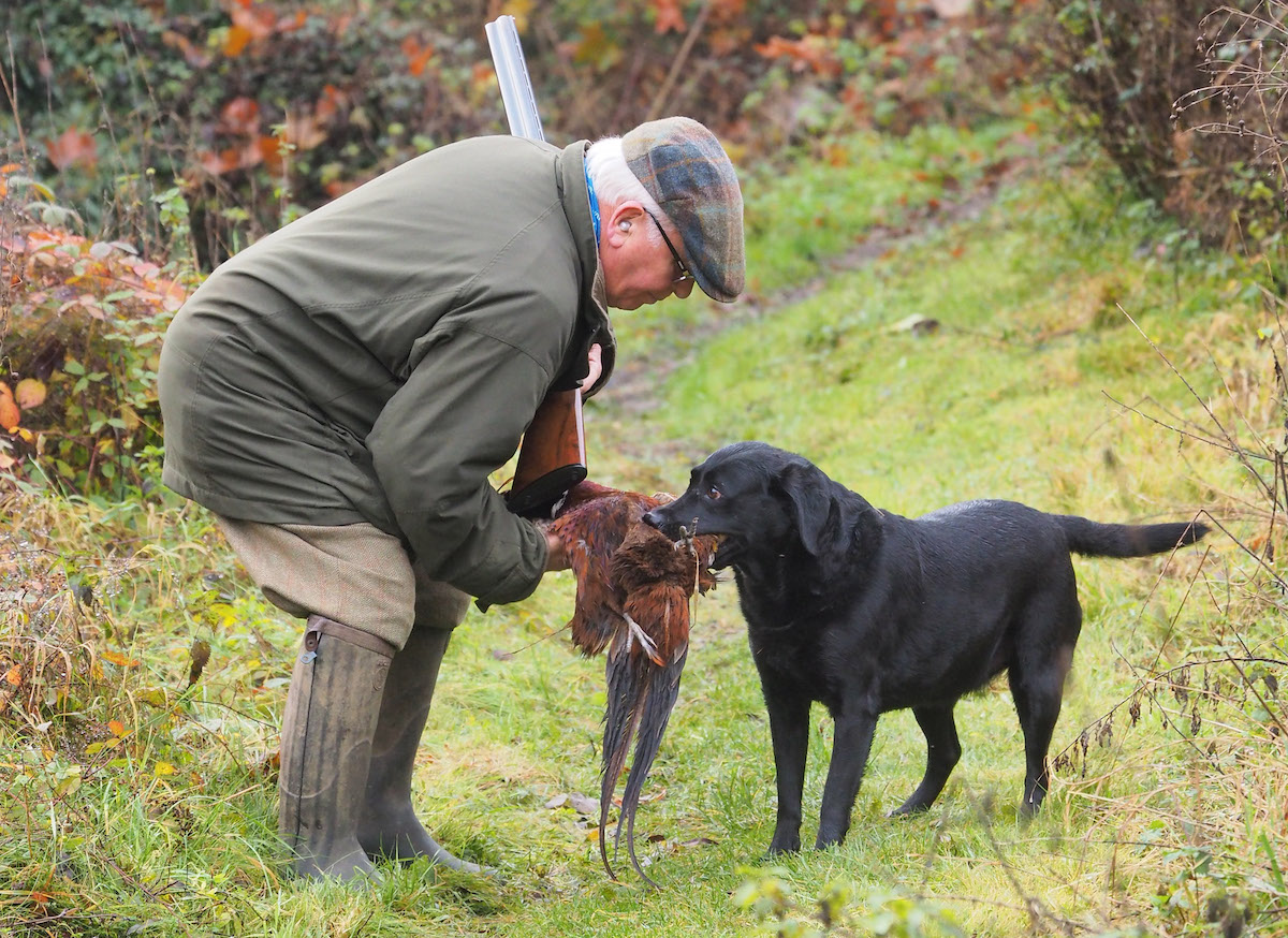 labrador retrieving game 