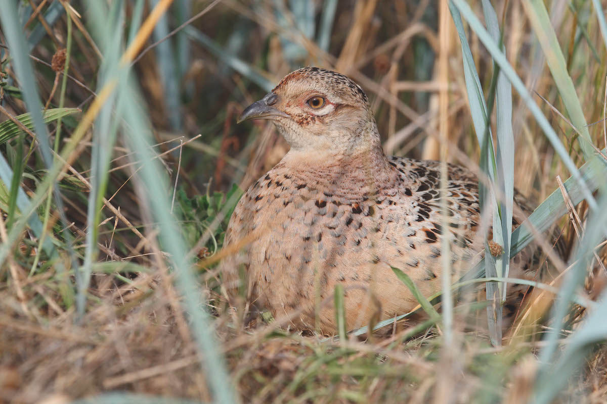 Wild birds: is this the way ahead for shoots?