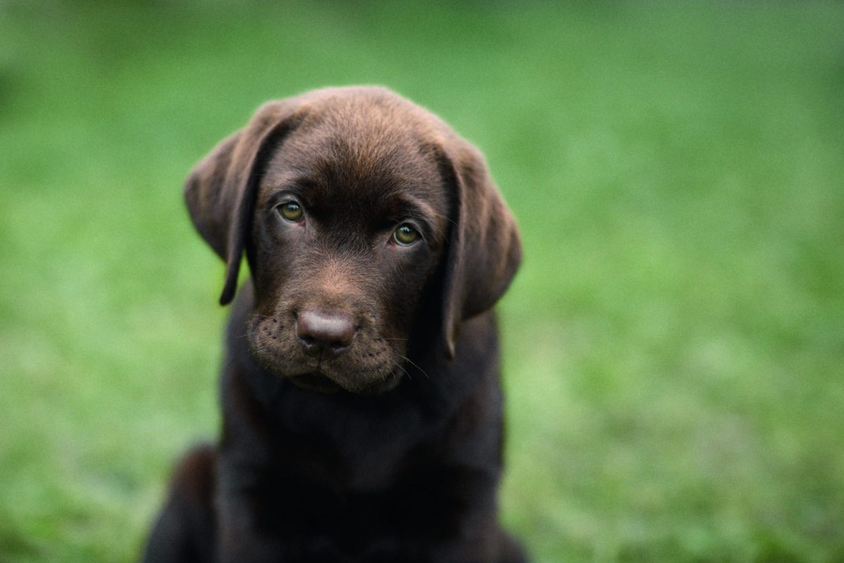 Worrying about dog thefts? Move to Surrey