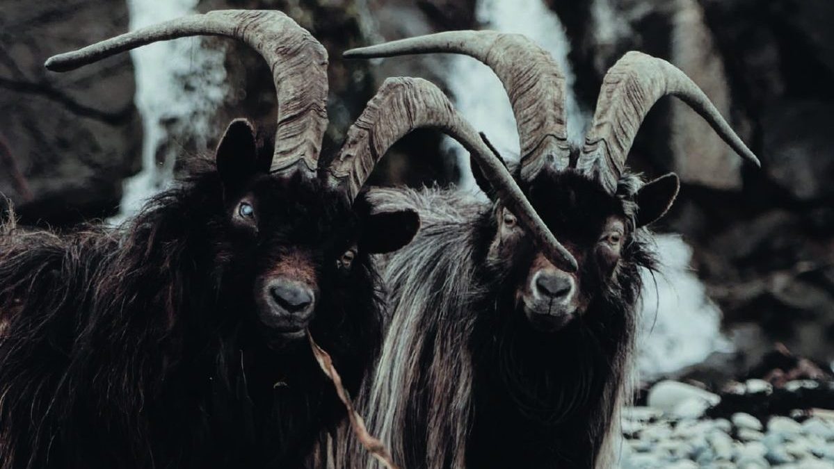 Feral goats in Dumfries and Galloway to be culled