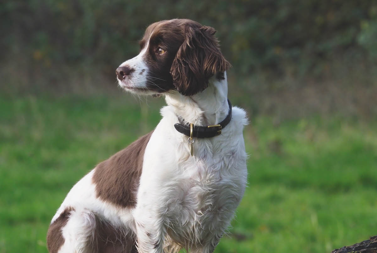 What is a sprocker?
