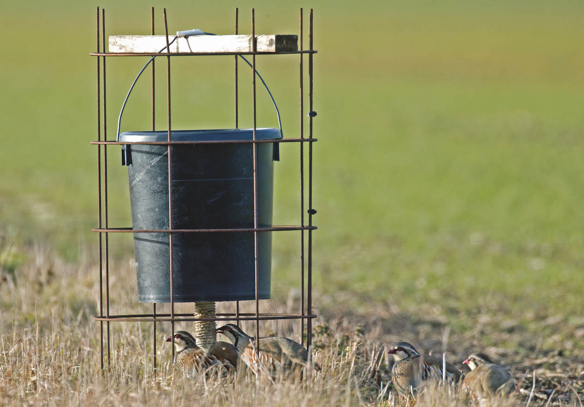 Stock fencing around feeders
