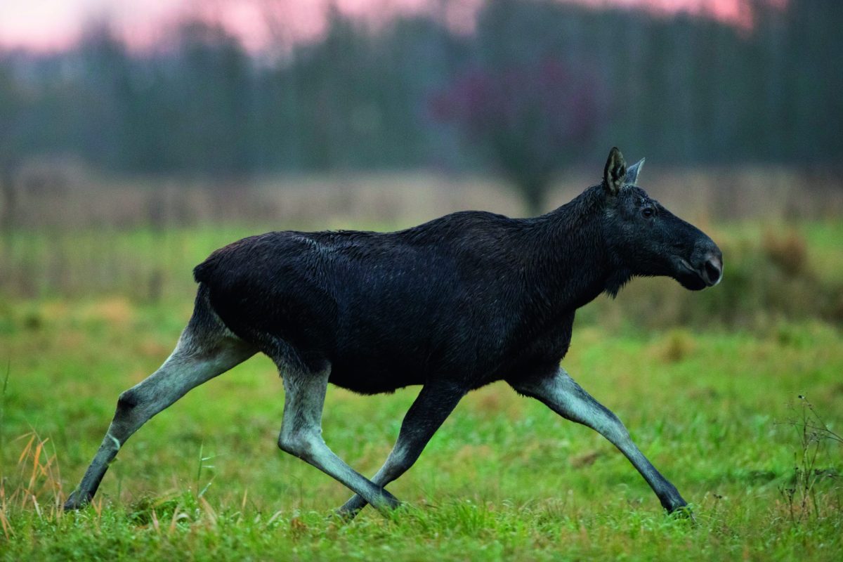 Moose hunting in Estonia &#8211; accompanying an all-female shoot