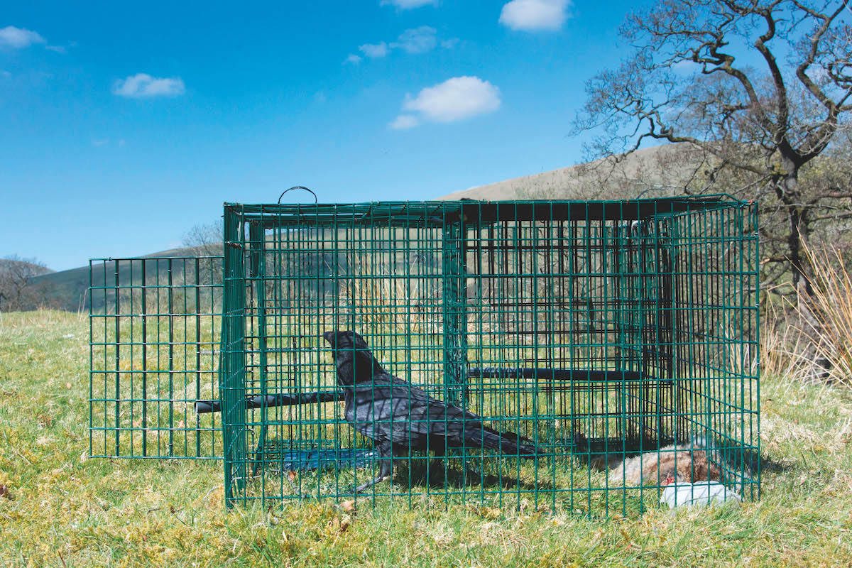 crow in Larsen trap