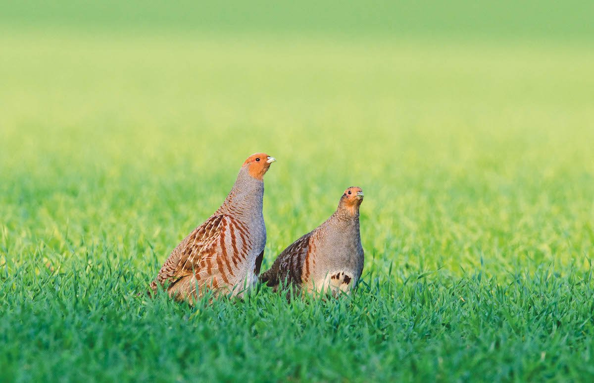 grey partridges