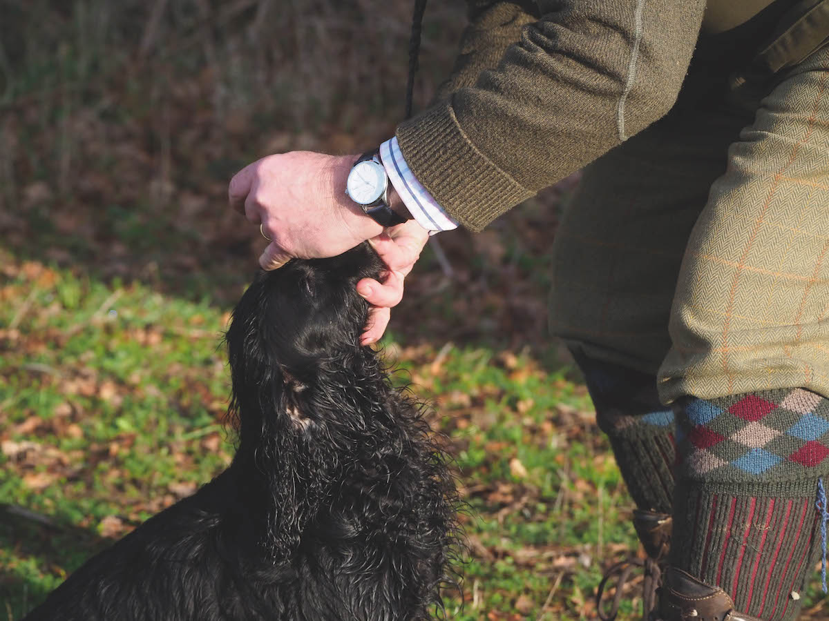 Dry eye in dogs: symptoms and treatment