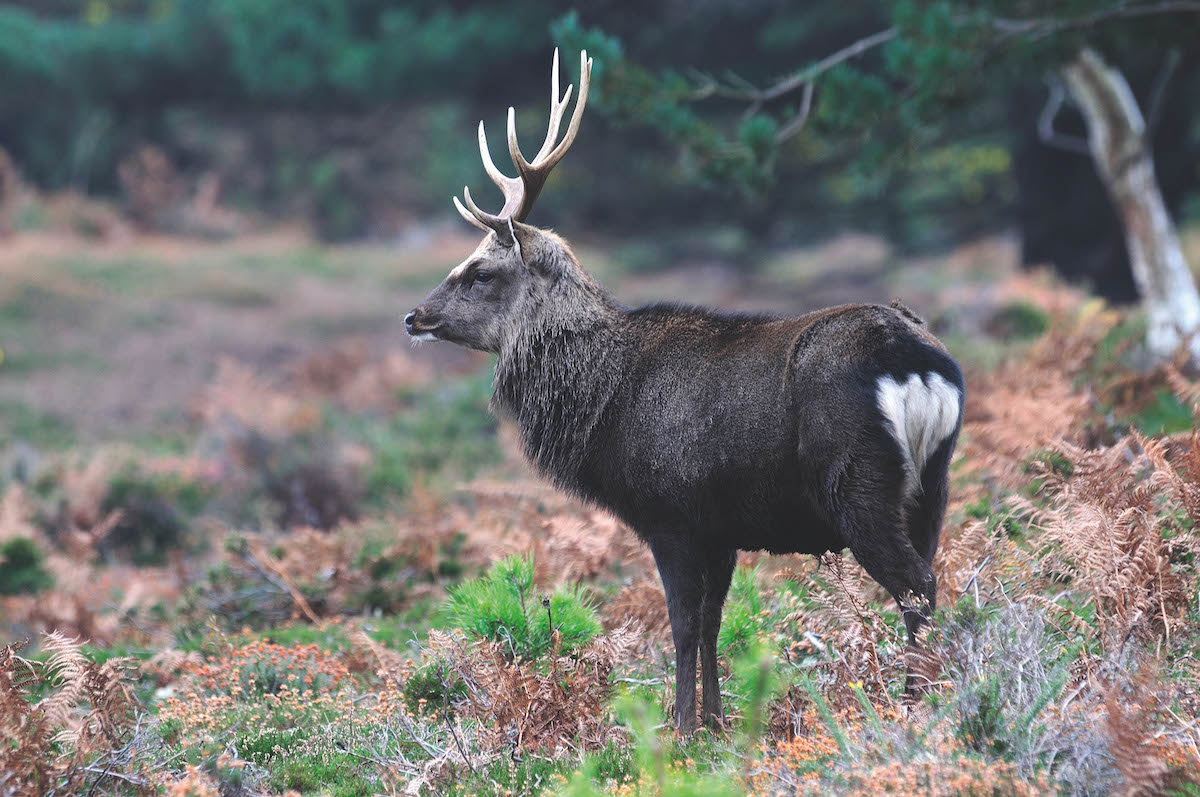 Sika stag - the toughest deer to stalk