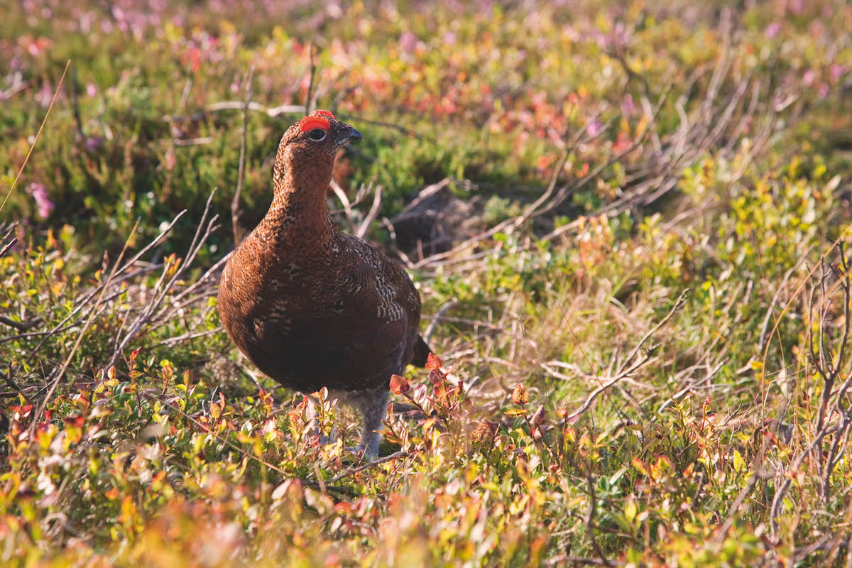 National Trust bans shooting on moorland near Sheffield