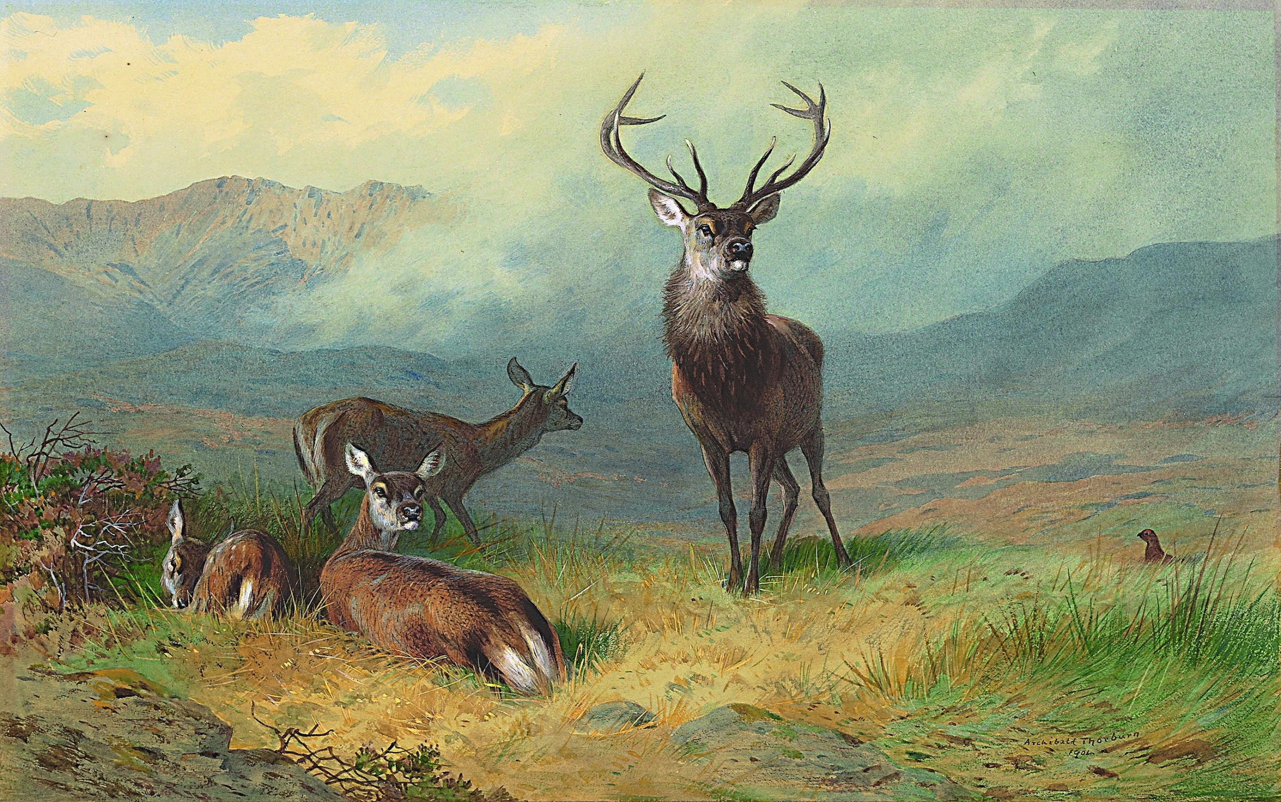 Scottish red deer