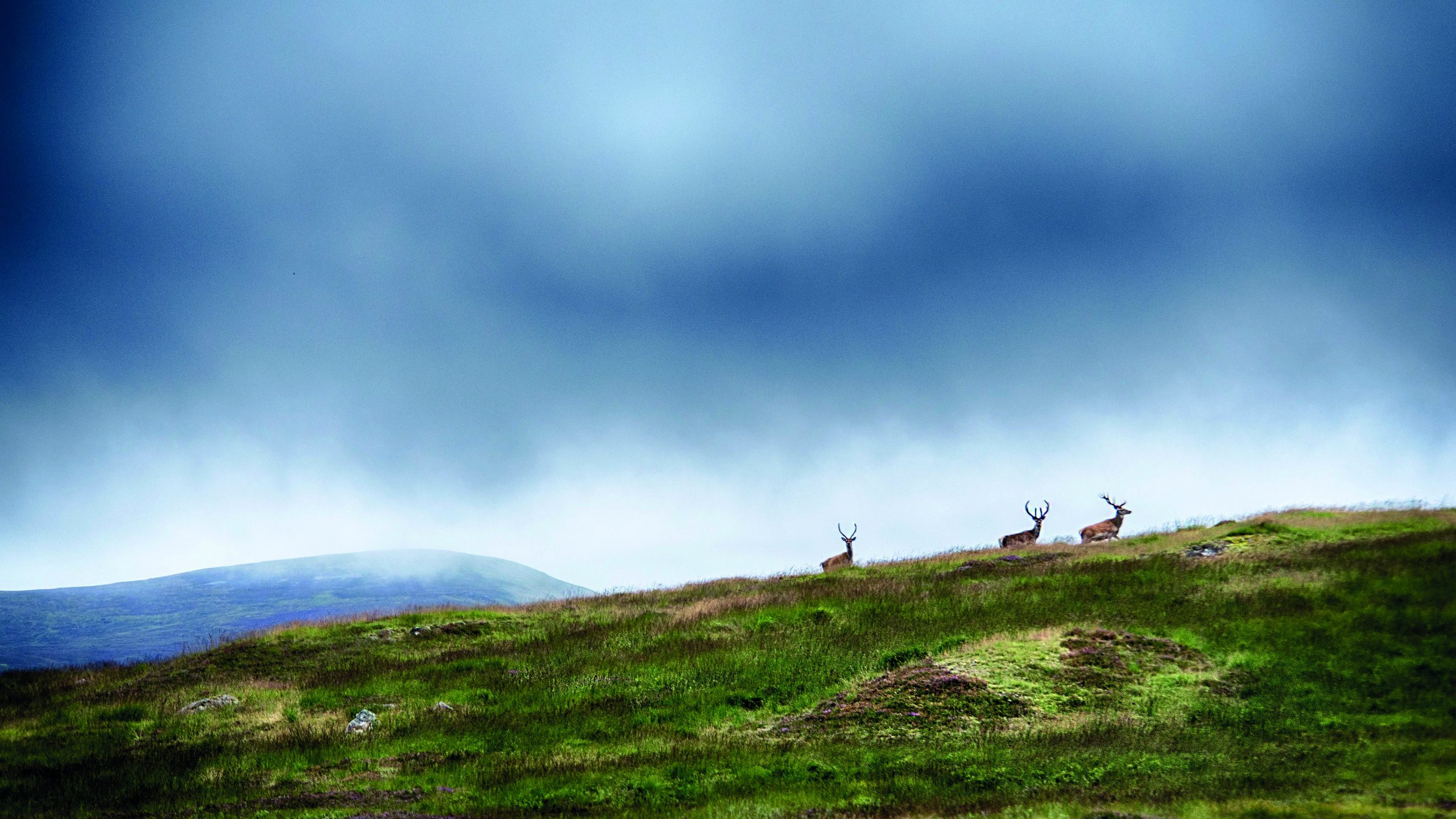 Scottish red deer