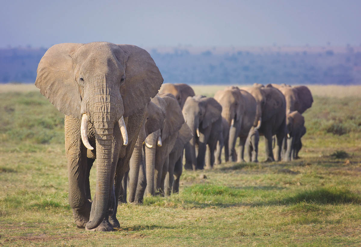Controversial trophy ban moves on to the next stage