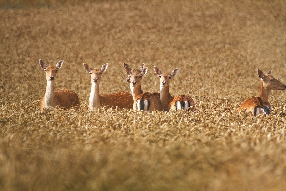 Rising deer numbers in political spotlight