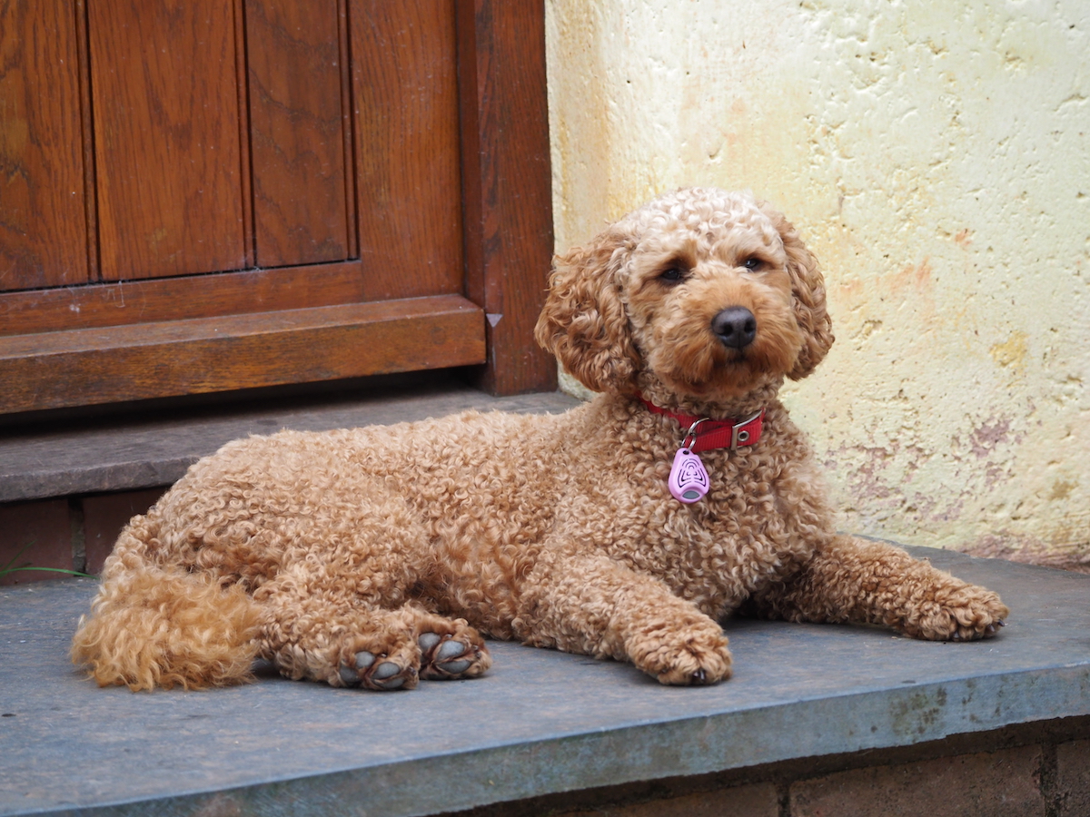 Poodle cross breed
