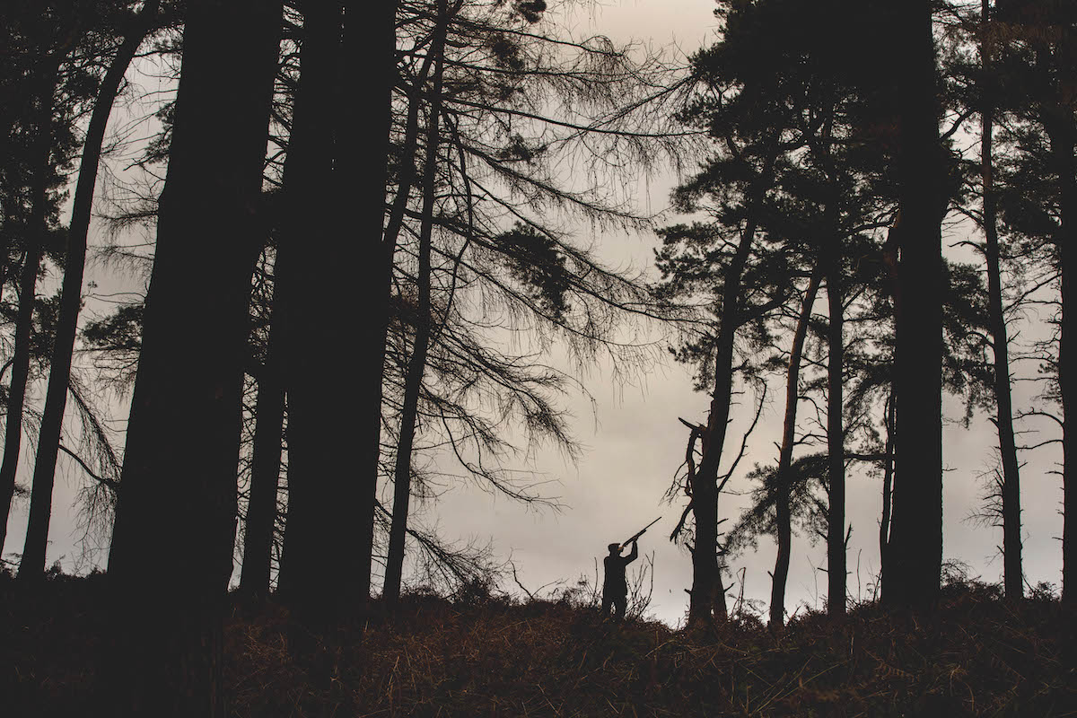 shooting in trees 