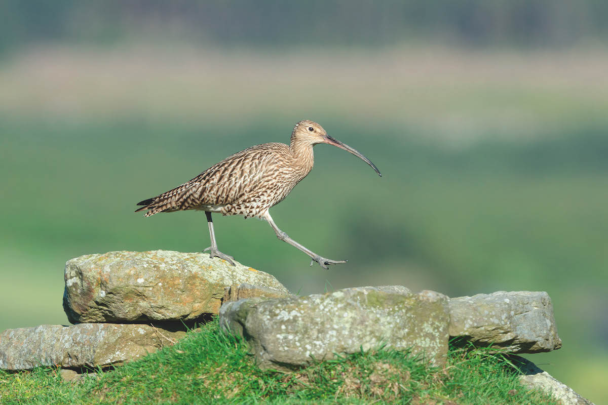 Grouse shooting leases pulled on United Utilities land