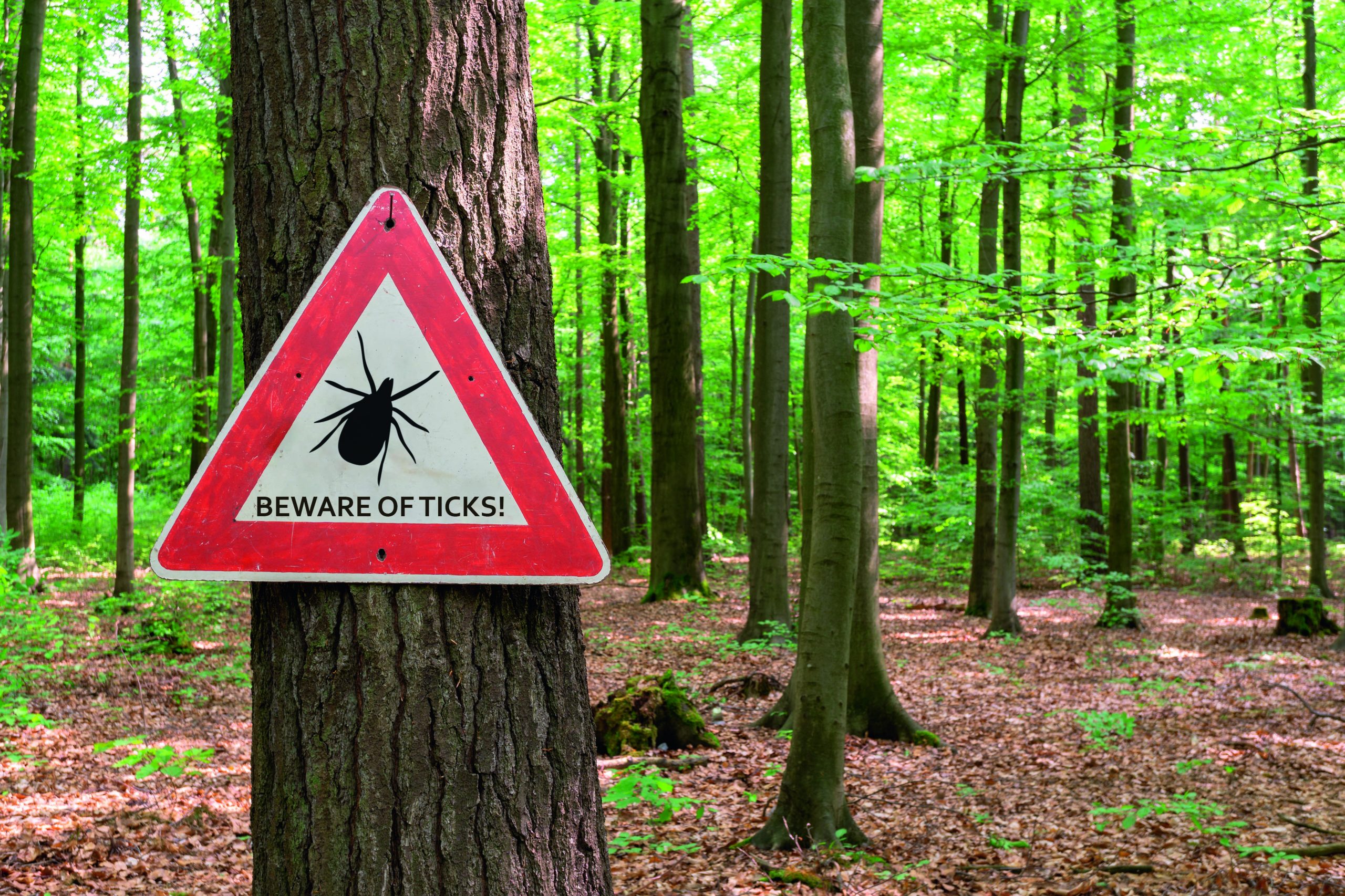 Virus carried by ticks confirmed in the UK