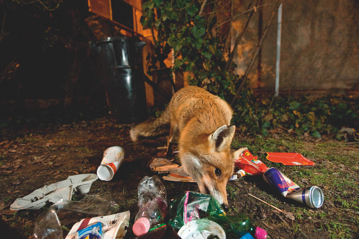 fox eating litter
