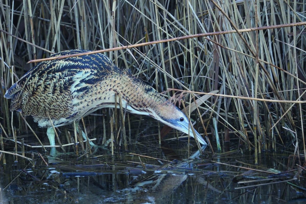 GWCT’s annual bird count paints a positive picture