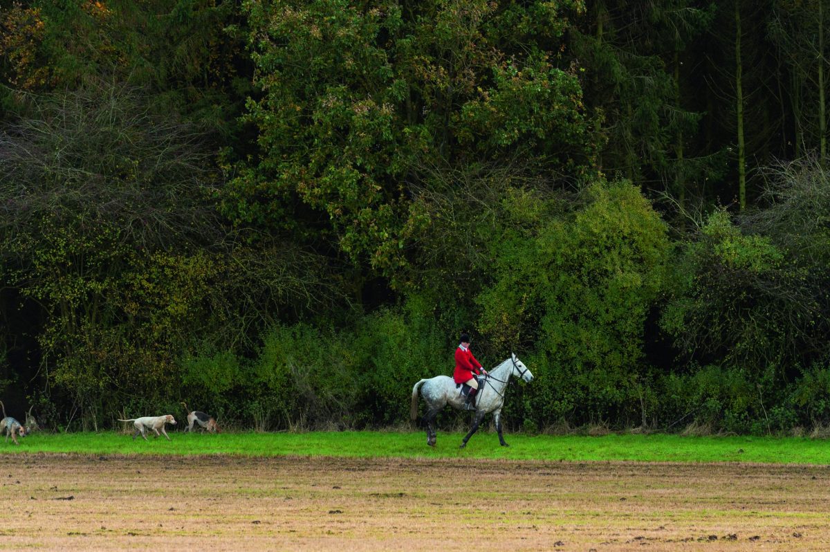 ‘Catastrophic decline’ in foxes following ban