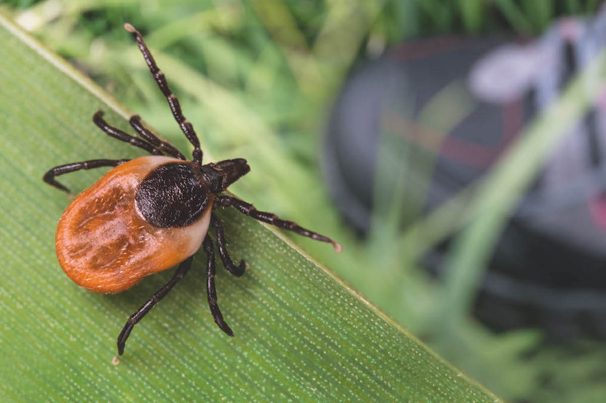 Waging war on ticks