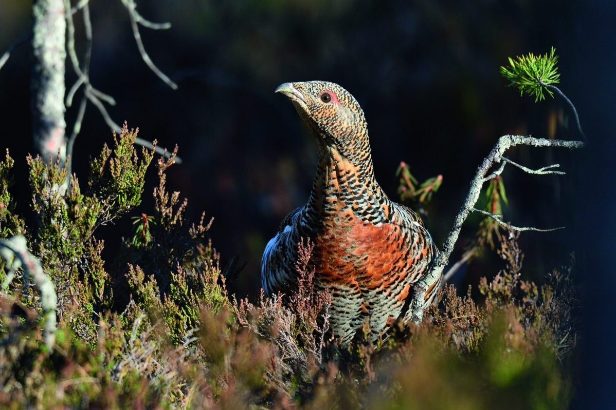 Finland &#8211; where black grouse are thriving