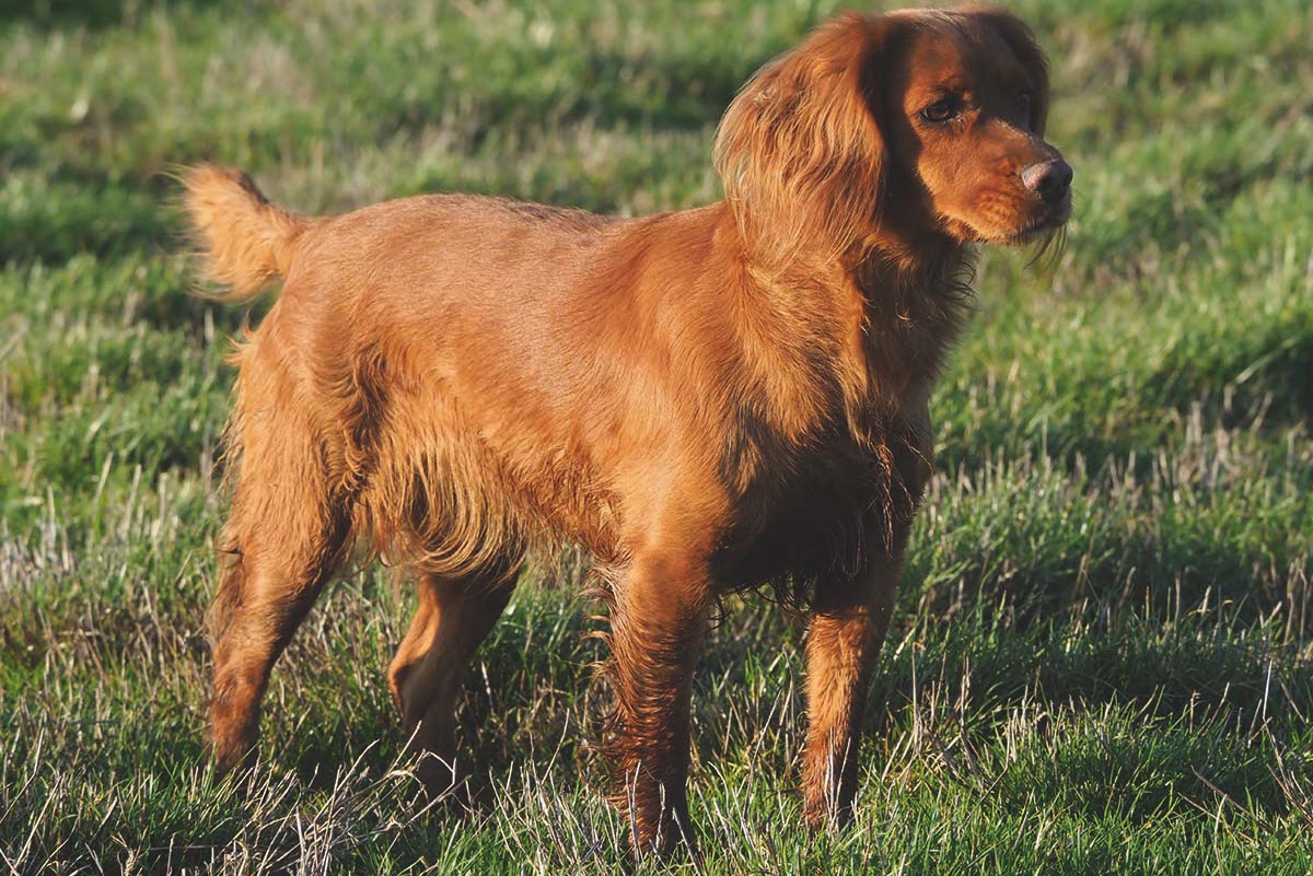 Are golden cocker spaniels really more aggressive?