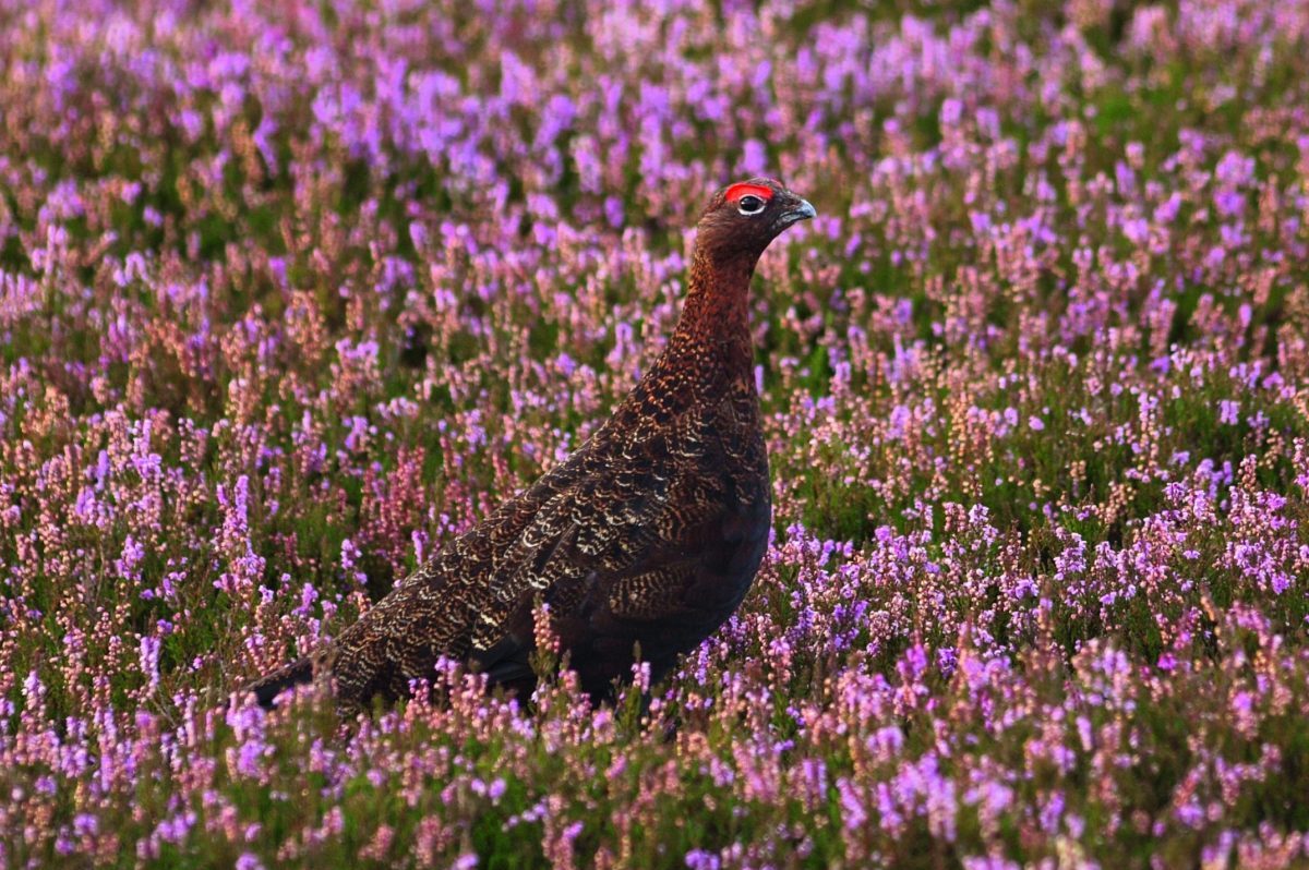 Red grouse on the decline, while red kites are booming