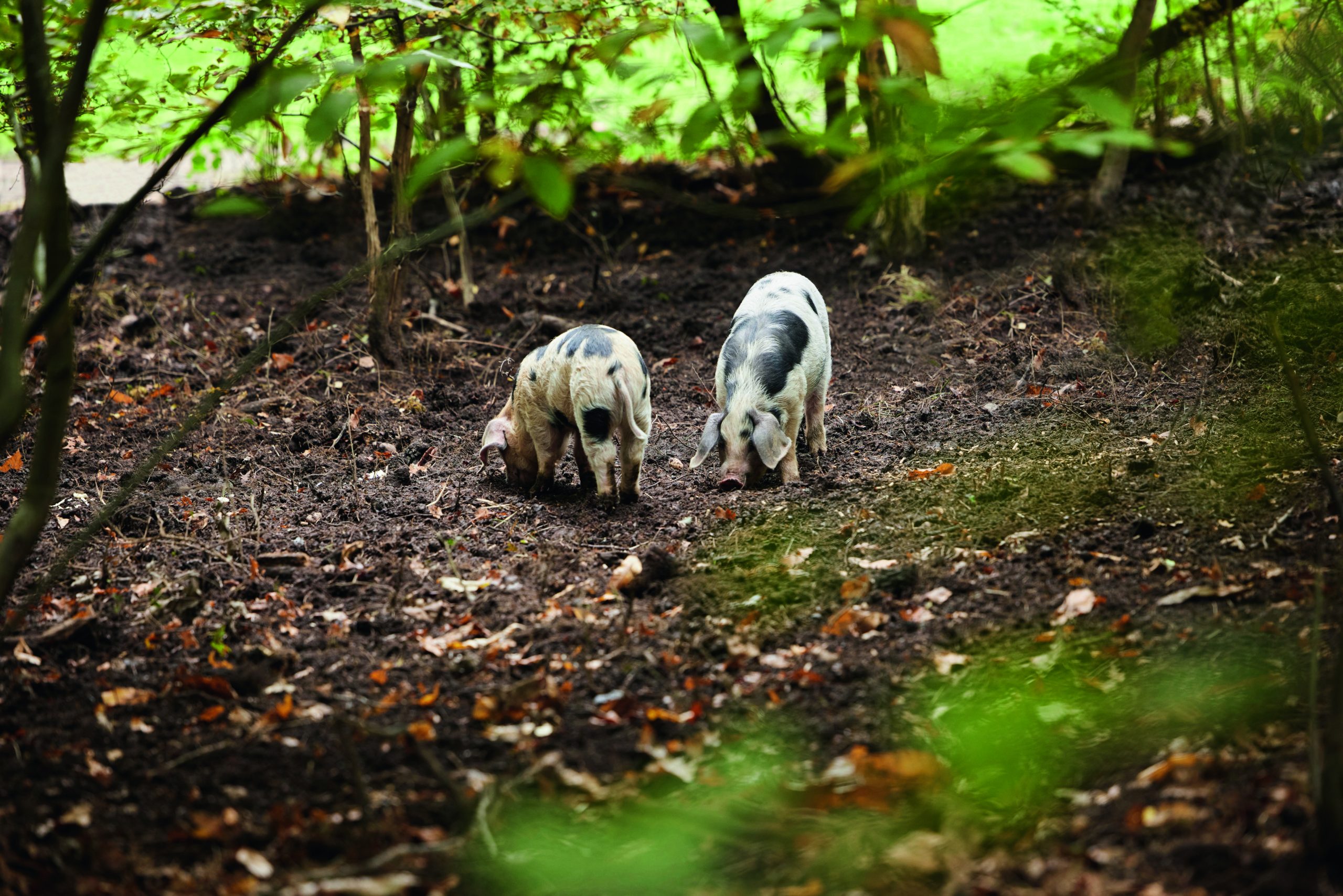 livestock