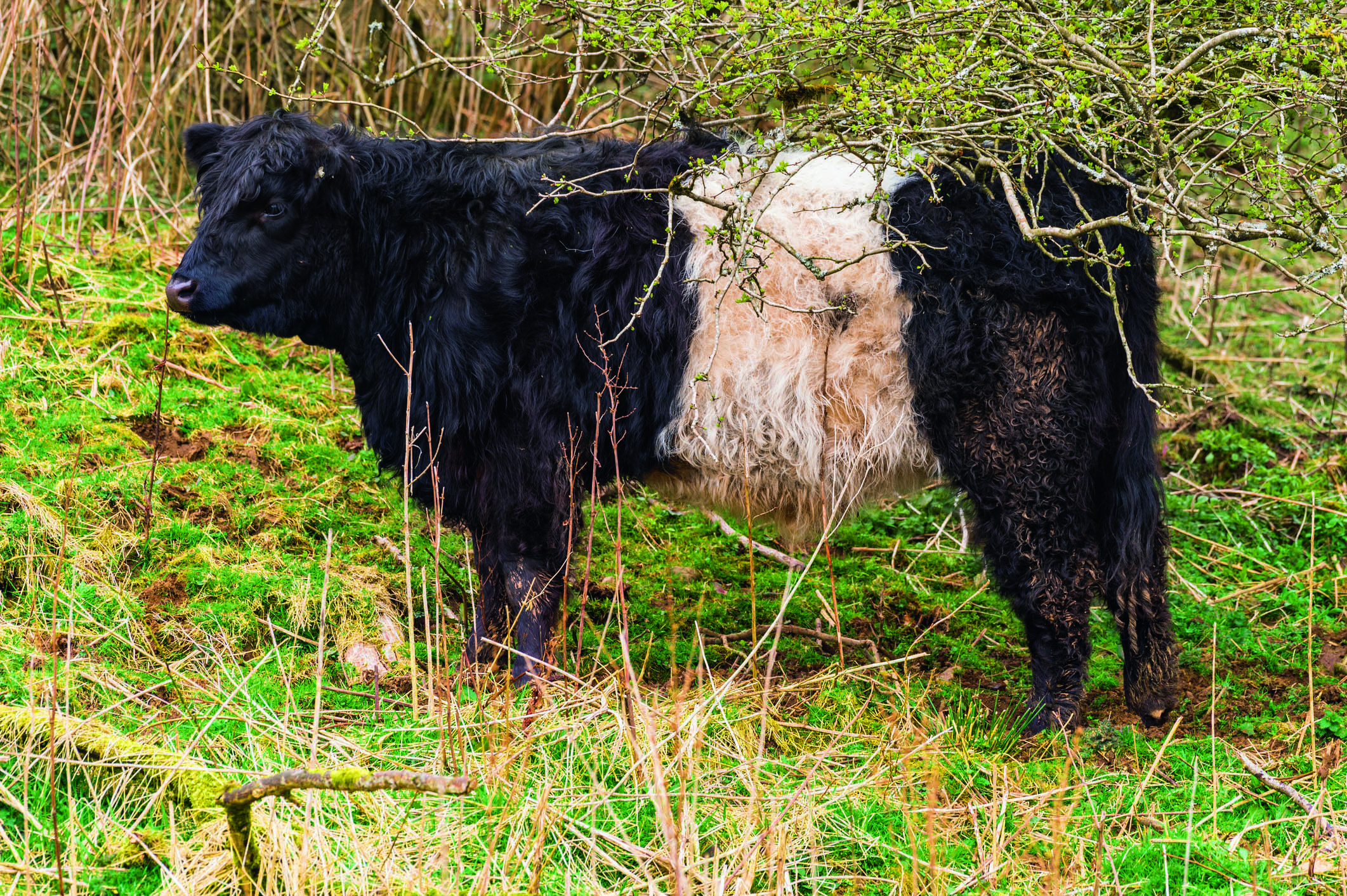 livestock