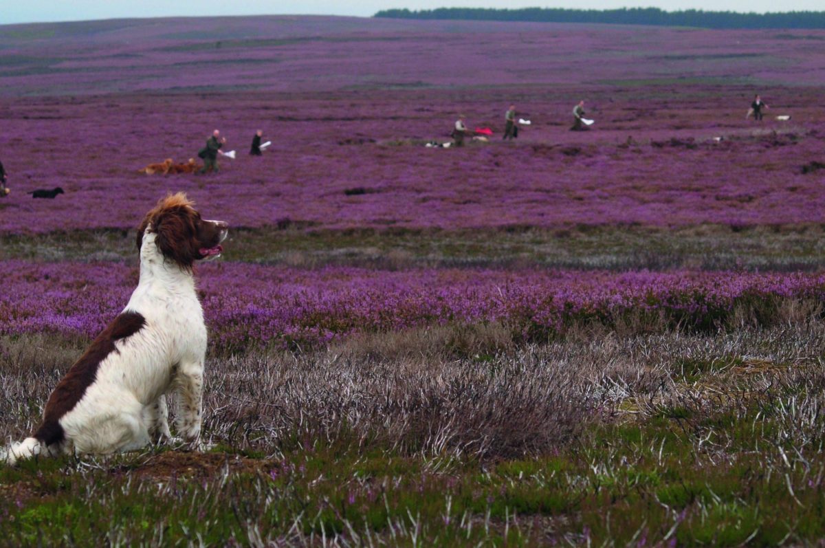 RSPB takes pragmatic approach to grouse
