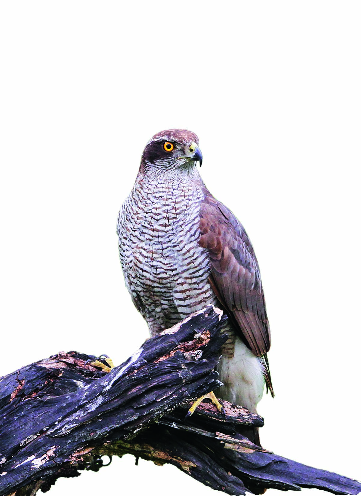Goshawk 