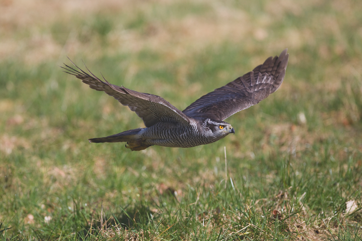 Gamekeeper found guilty for dumping goshawks
