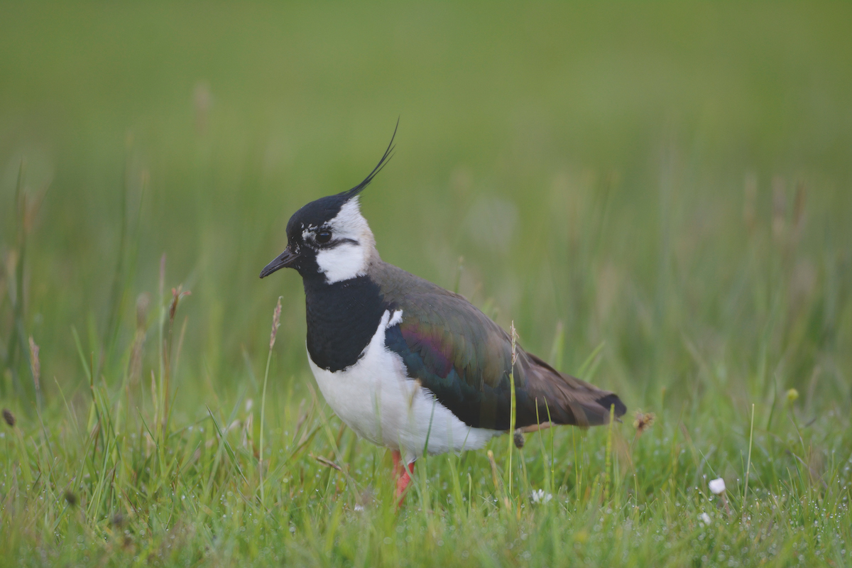 Scottish water poised to end grouse shooting