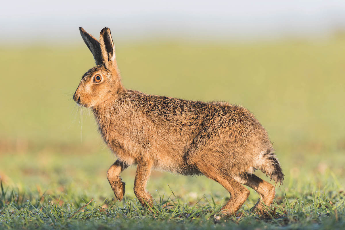 News update: Estate for sale after 700 years. Plus good news on hare coursing legislation
