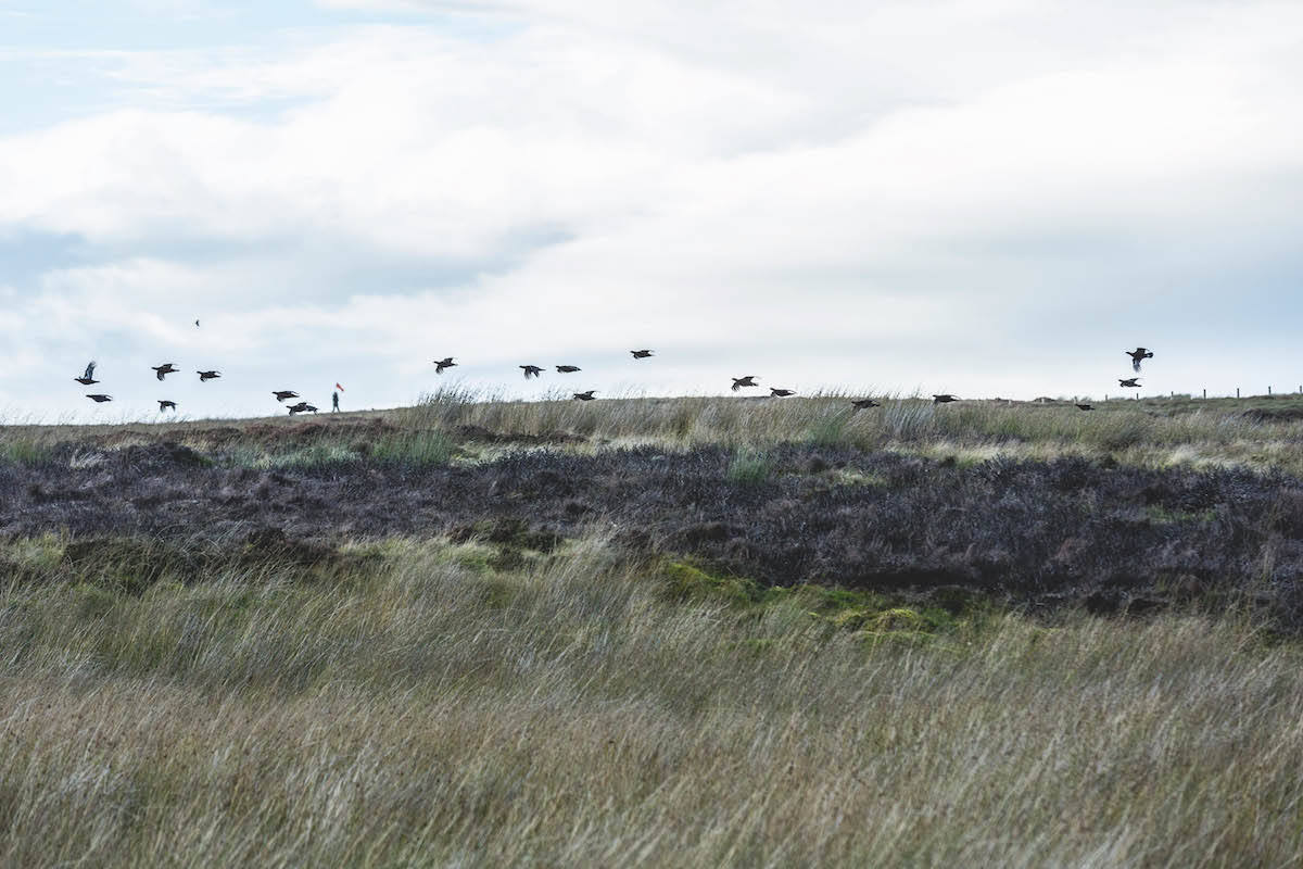 flying grouse on moorland